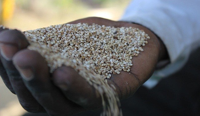 Simsim (sesame) seeds held in a hand